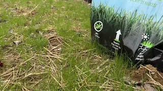 Scotts Kentucky 31 Grass Seed Mix - how this did after big storms came immediately through