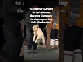 Download Lagu PETA’s supporters are sticking it to @AlaskanBeer \u0026 the Iditarod ✊