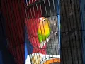Download Lagu Love bird ngekek panjang// Lb ngekek panjang// masteran lb// Lb Konslet
