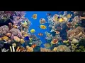 Download Lagu بين الشعب المرجانية والكائنات السحرية – جولة في بحر لا ينام  sea animals