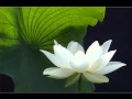 Download Lagu Namo Tassa Bagawato Arahato Samma Sam Buddha Sa