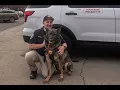 Yakima County Corrections Officer David Zanotelli performs demonstration with K-9 Luka