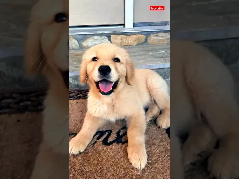 cute golden retriever puppy dog barking and playing #dog #puppy #barking #doggy #pets #dogs #shorts