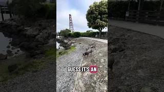 #Fyp #dream #pets #doberman #nature