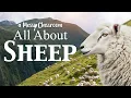 All About Sheep Ewes Lambs Rams Farm Animals Easter Lamb Meaning Explained Educational