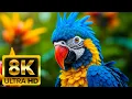 Download Lagu ONTDEKKING VAN DIEREN IN HET WILD / 60 FPS 8K ULTRA HD - Met natuurgeluiden (kleurrijk en dynamisch)
