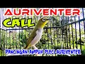 Download Lagu Bunyi Call Pleci AUriventer memancing pleci auri cepat bunyi gacor dan ngalas long gun