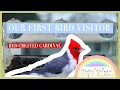 First bird visitor Red Crested Cardinal Oahu Hawaii