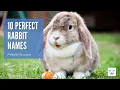 10 Perfect Rabbit Names For Male Female Bunnies