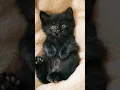 Download Lagu Cute Kitten sing song. Funny Cat singing #lipsync #Viral #Brainrot #funnycat #fypシviral #fyp #fypage