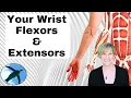 Wrist Flexor and Extensor Muscles A P Basics