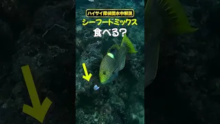 シーフードミックス食べる？