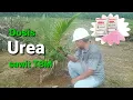 Download Lagu Dosis pupuk urea yang dibutuhkan selama sawit TBM (Tanaman Belum Menghasilkan)