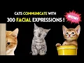 Cats Communicate with 300 Facial Expressions What Are They Telling Us Cat Facial Emotions
