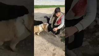 حمله سگهای گله به انسان Dog Iran Sarabe Shorts 
