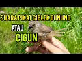 Download Lagu mp3 pikat cigun ampuh