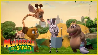 ¡La pandilla busca un tesoro! 🪎🗺️ | DreamWorks Madagascar en Español Latino
