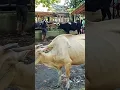 Lagu Sapi  Busung lapar