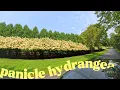 23 Brewster Ln Panicle Hydrangeas - Maison Pawli Realty