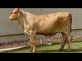 J J Cattle Co Open Replacement Heifer Online Auction