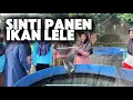 Download Lagu SINTI PANEN 250 EKOR IKAN LELE UNTUK LAUK MAKAN PASIEN