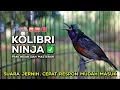 Download Lagu Konin Gacor Isian MEWAH‼️ COCOK untuk Masteran Murai Batu dan Pancingan Burung Bahan ( Episode 11 )