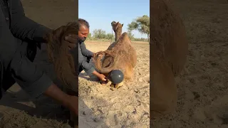 ر بط ق ربة م نف وخ ة س وداء في ذ يل الج م ل ل لت برد أو الر عاية 