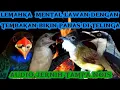 Download Lagu Tembakan mesin jahit \u0026 Roll tembak kasar menyatu jadi satu | tengkek, katem, cucak jeggot \u0026 jinjing