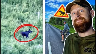 WILDLIFE an TAG 7! 1.600 km Bikepacking bis zum Polarkreis – Teil 3 | Fritz Meinecke reagiert