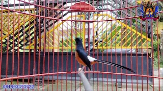 dewa ronggeng murai batu muda banyak bakat