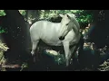 Noah Cyrus - With You (Official Visualizer)