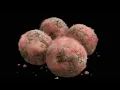 Preserving Boluses Recipe Location Cure Scarlet Rot Check description for material farms