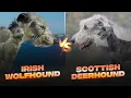 Irish Wolfhound vs Scottish Deerhound Detailed Comparison