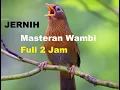 Download Lagu Masteran Burung Wambi Gacor Wambie Isimewa Hwamei Suara Jernih Full Isian