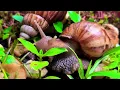 Download Lagu Slakken, meer dan alleen langzaam, de verrassende feiten onthuld #slak #slakken #slakkenkolonie #...