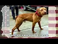 Machobear II True American Pit Bull Terrier Producer direct son of Evolution Knls Machobuck ROM