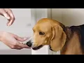 Oravet Dental Chews for Dogs Dental Care for Pets Pet Supplies