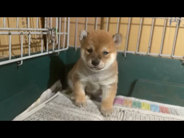 動画