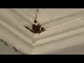 Unwelcome Guests The look-alike ladybugs taking over Mid-South homes as temperatures drop