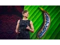 Download Lagu Pamela Ronald: The case for engineering our food