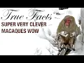 True Facts Macaques
