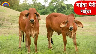 🔴LIVE - गईया मेरी गईया │ GAIYA MERI GAIYA | Funny Cow 6 Song and Hilarious Cow Videos for Laughs!