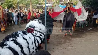 gebyar jaranan condro dewi live tegaldlimo
