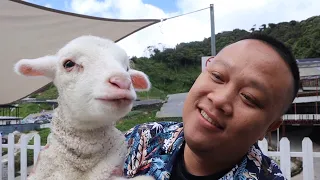 Download Melawat Kandang Kambing Biri Biri Bulu Tebal,Cameron Highland. MP3