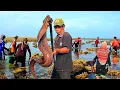 Download Lagu Tradisi kampung Nelayan saat air laut surut kami berburu bersama ibu-ibu