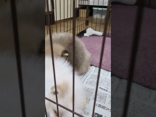動画