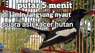 Download suara asli kacer hutan bikin kacer lain ikut gacor MP3