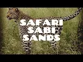 Download Lagu Safari Sabi Sands