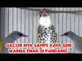 Download Lagu GACOR NYA SAMPE KAYA GINI WARNA ENAK DI PANDANG 