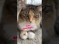 Download Lagu PURRspective #mikathefluffy #cat #catvideos #cutecat #funny
